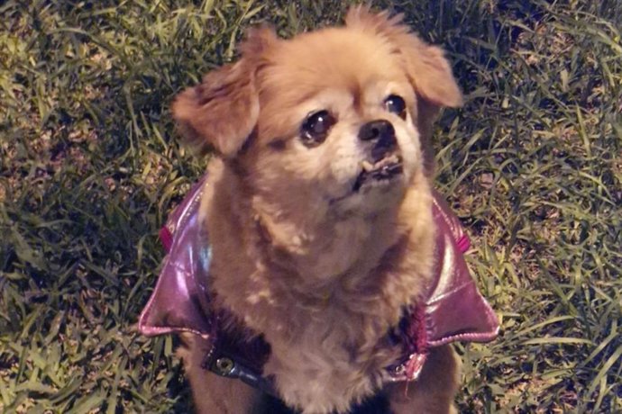 Archivo - Dos de cada 3 hogares compran alimento para perro y gastan S/ 242 al año.