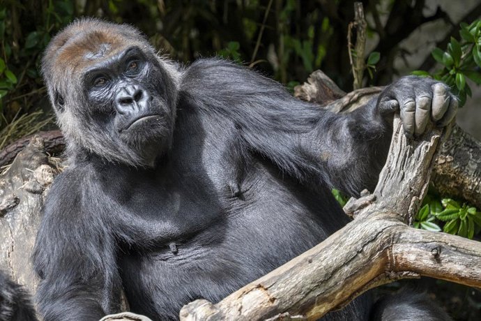 Archivo - 18 August 2025, US, Seattle: Lowland Gorillas enjoy the sun at Woodland Park Zoo. While the western lowland gorilla is the most numerous and widespread of all gorilla subspecies, their conservation status is still Critically Endangered. Photo: S