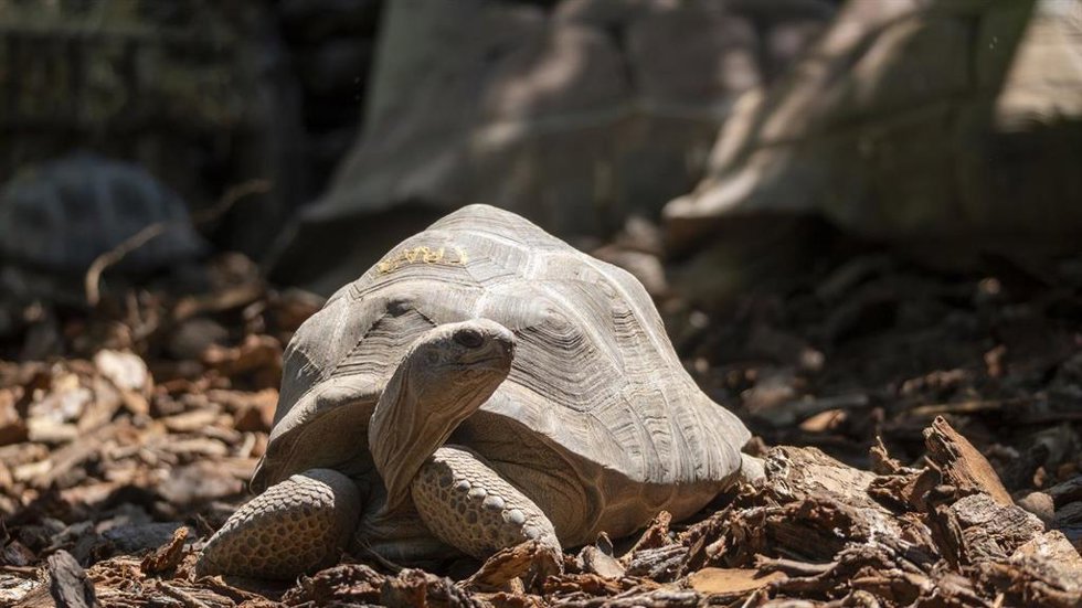 Tortuga en Bioparc