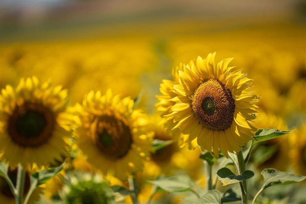 Campo de girasoles en imagen de archivo
