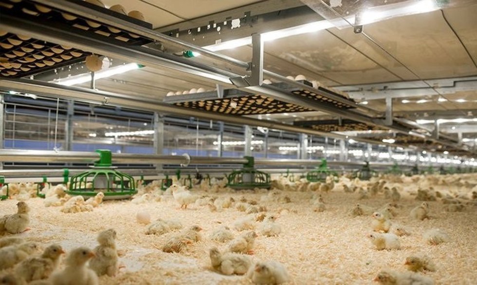 Imagen de una granja de pollos