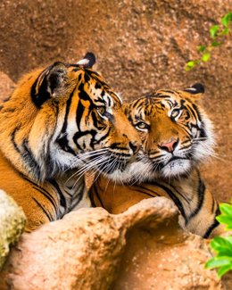 Dos ejemplares de tigre de Sumatra, en el Loro Parque (Tenerife)
