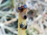 Foto: Confirmado un caso de fiebre hemorrágica de Crimea-Congo en un varón de 84 años en Salamanca