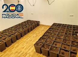 Esquejes de marihuana.