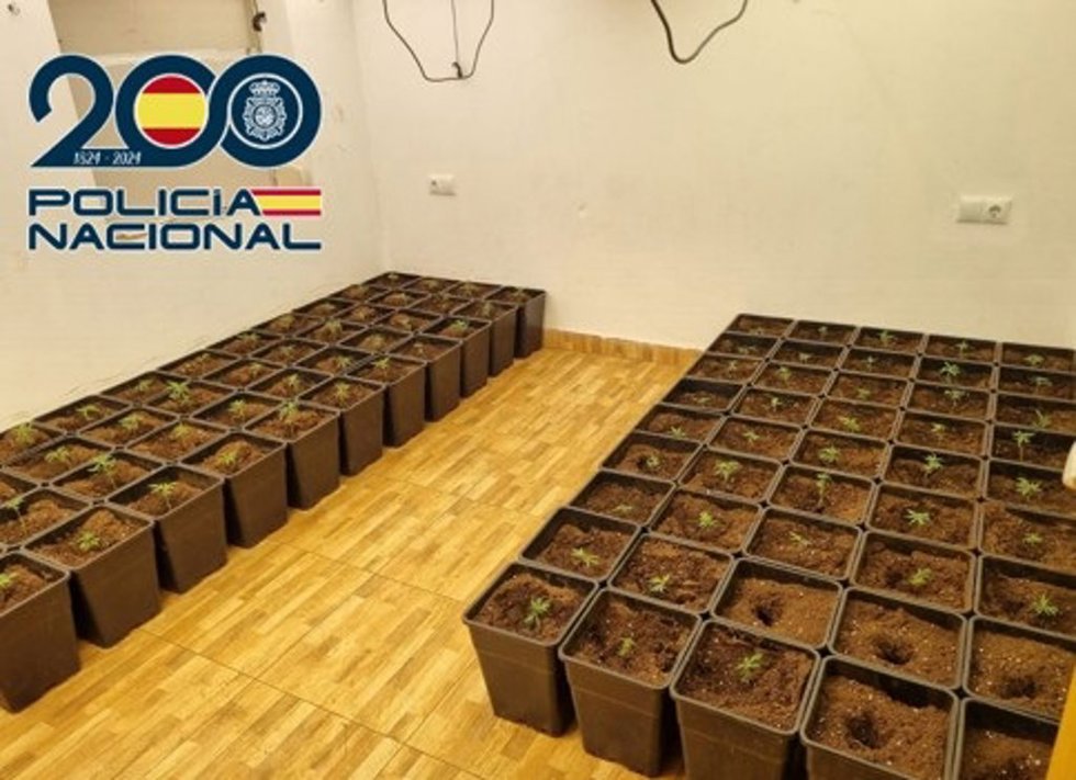 Esquejes de marihuana.