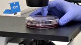 Foto: El 12 de Octubre lidera un estudio internacional que muestra la eficacia de una vacuna contra una variante de Ébola