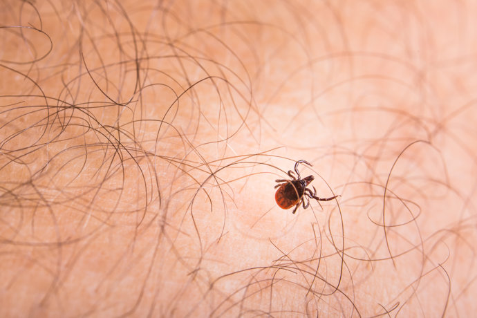 Tick - parasitic arachnid blood-sucking carrier of various diseases.