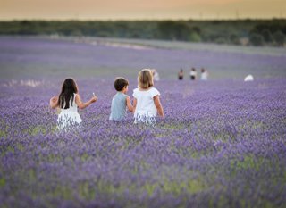 Archivo - EP- Selección fotos  2022: Varios niños caminan entre campos de lavanda, a 12 de julio de 2022, en Brihuega, Guadalajara, Castilla La-Mancha (España). Brihuega, conocida como ‘El Jardín de la Alcarria’, fue la pionera hispana en el cultivo de la