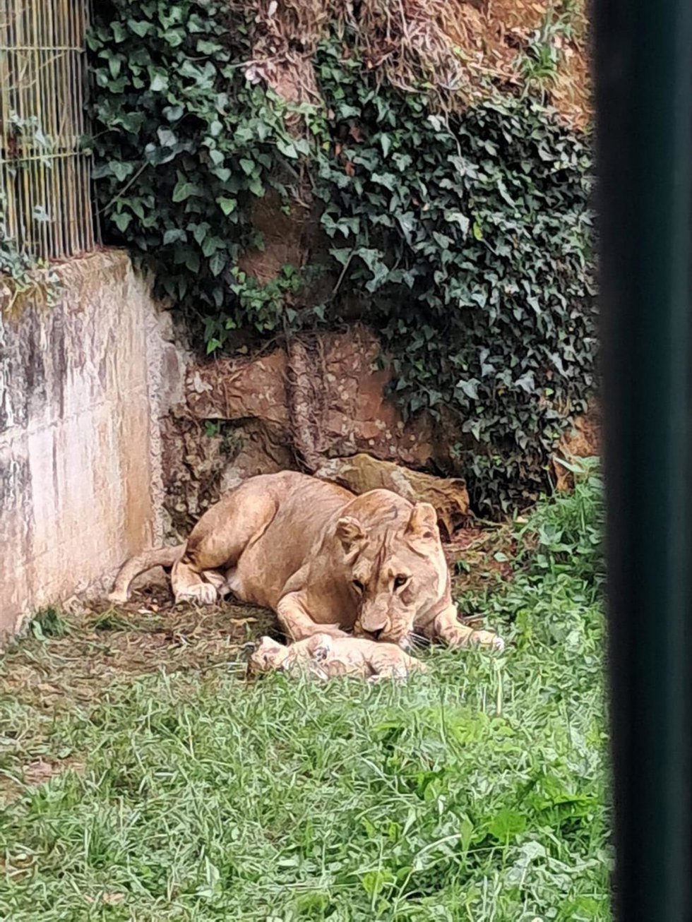 Cría de león africano nacida en Cabárceno con su madre