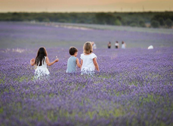 Archivo - Arquivo - EP - Seleção de fotos  2022: Várias crianças caminham entre campos de lavanda, em 12 de julho de 2022, em Brihuega, Guadalajara, Castela-La Mancha (Espanha). Brihuega, conhecida como “O Jardim da Alcarria”, foi pioneira na Espanha no c