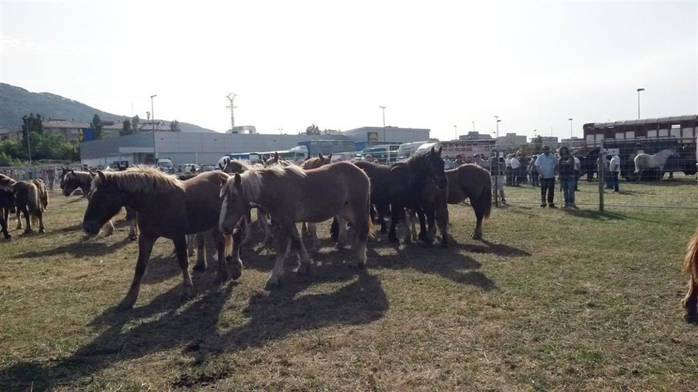 Feria de ganado equino