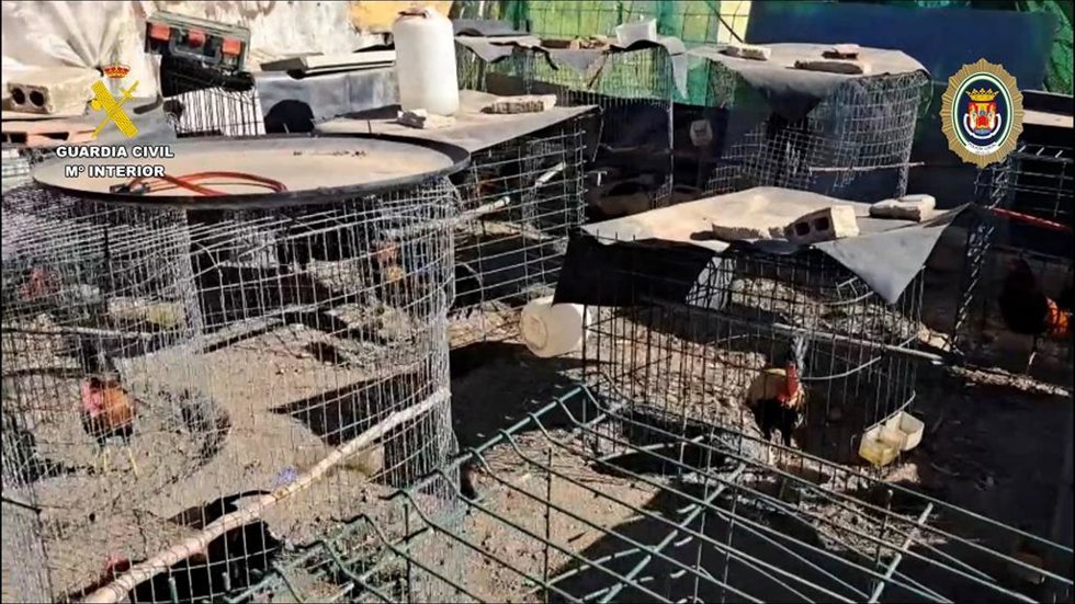 Asentamiento ilegal para gallos de pelea en El Vacie