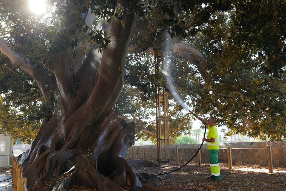 Un operario riega un ficus de Cartagena