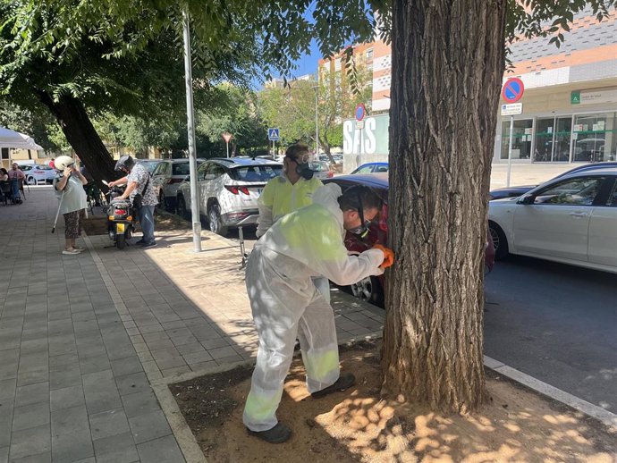 Trabajos en árboles de Sevilla