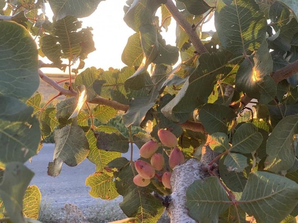 Archivo - Pistacho.