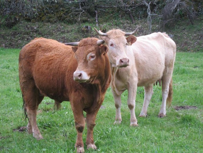 Archivo - Vacas.-ARCHIVO