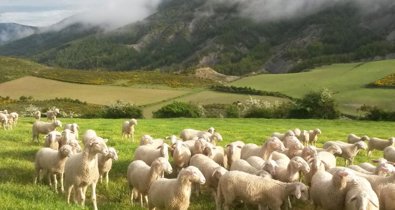 Aragón