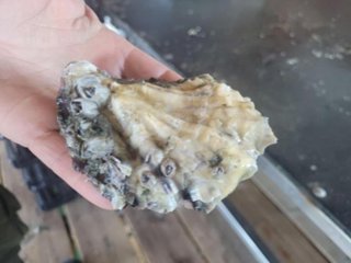 Ostra adulta (de tamaño comercial) de cultivo tradicional en la laguna de Goro (Sacca di Goro), en Italia.