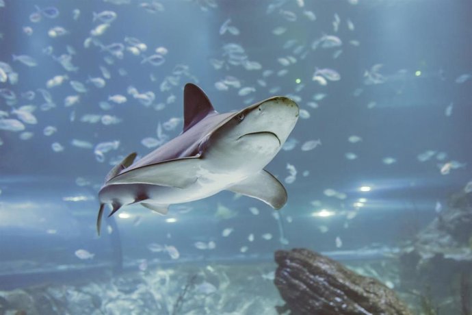 Archivo - El Atlantis Aquarium celebra el Día Internacional de los Tiburones con visitas guiadas gratuitas
