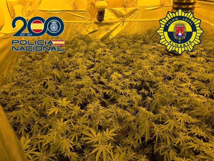 Plantación 'indoor' de marihuana en Alicante