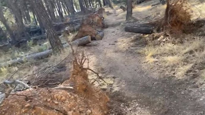 Imagen de árboles caídos en los entornos de El Neveral y Santa Catalina