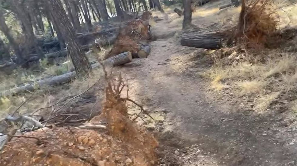 Imagen de árboles caídos en los entornos de El Neveral y Santa Catalina