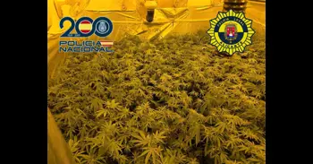La Policia Nacional desmantella a Alacant una cultiu indoor de 190 plantes de marihuana i deté a un home