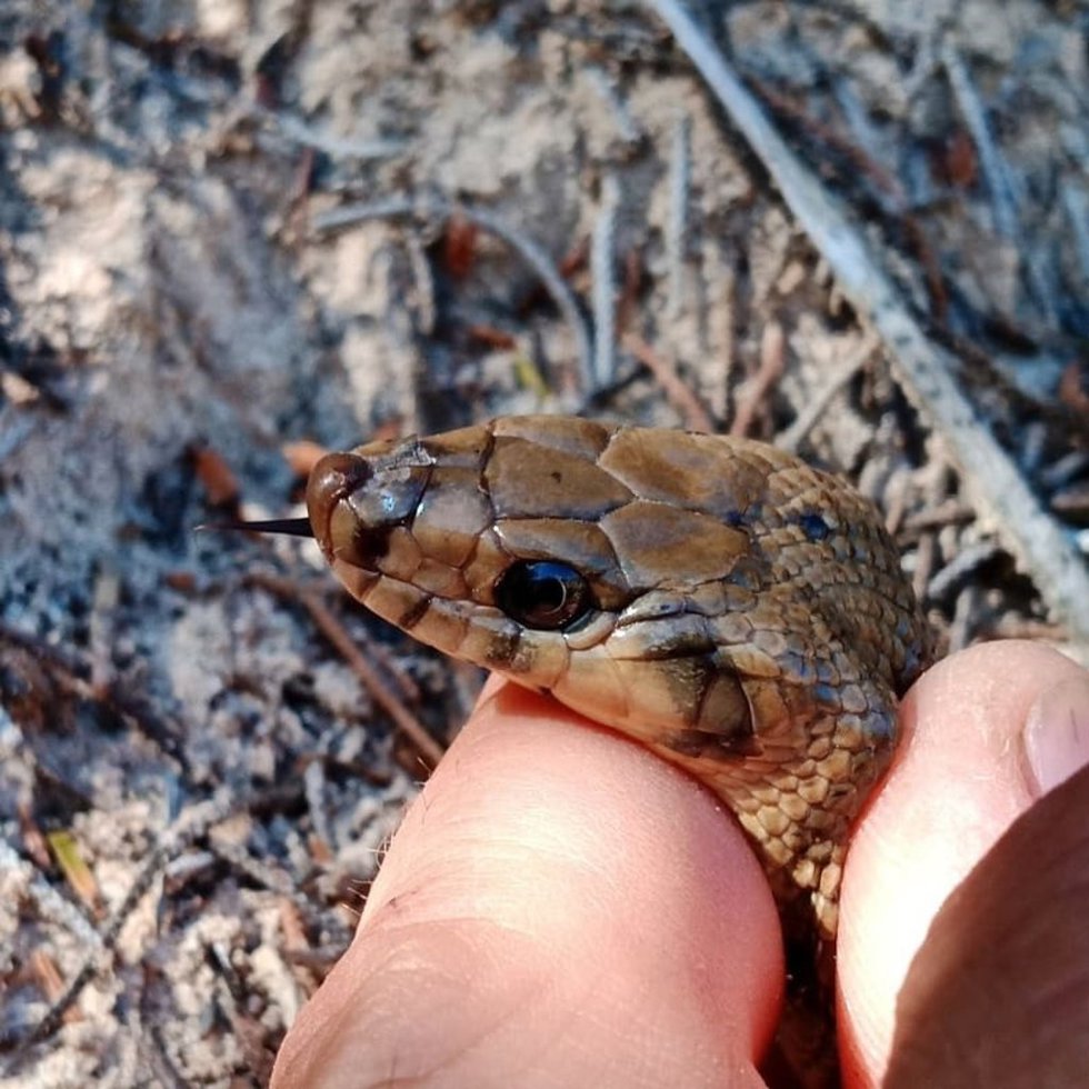 Archivo - Serpiente capturada en Eivissa