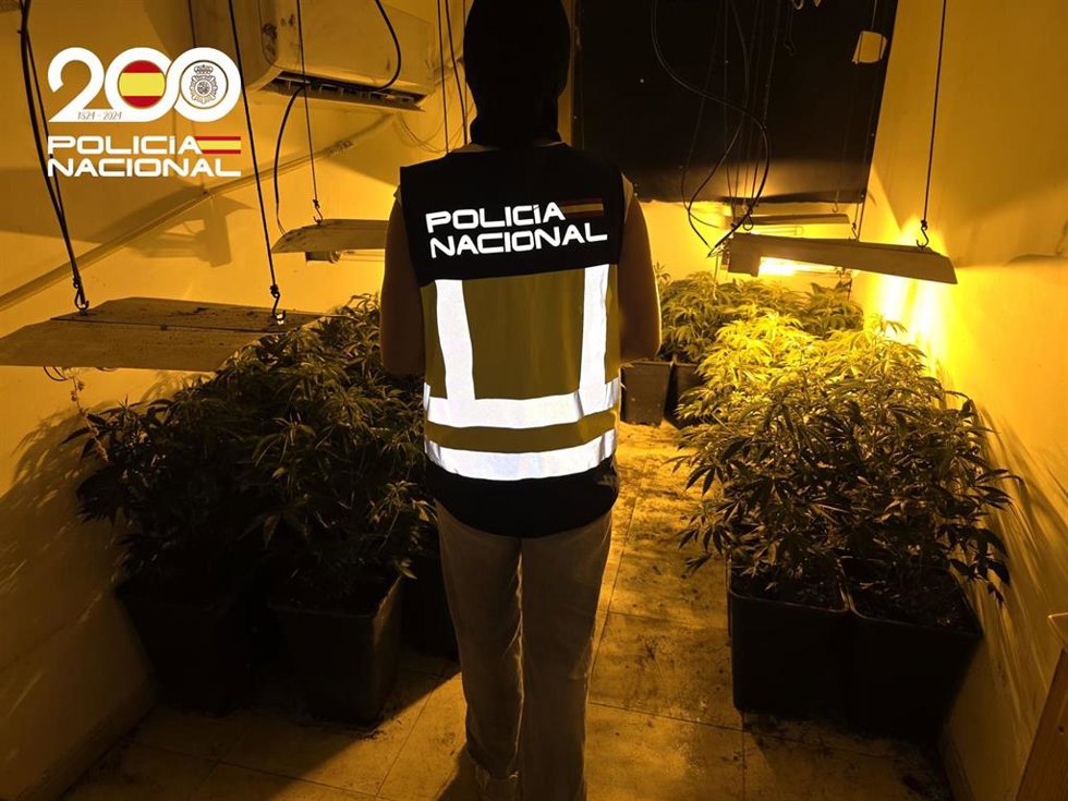 Detenido por tener más de 100 plantas de marihuana en su casa en Son Gotleu
