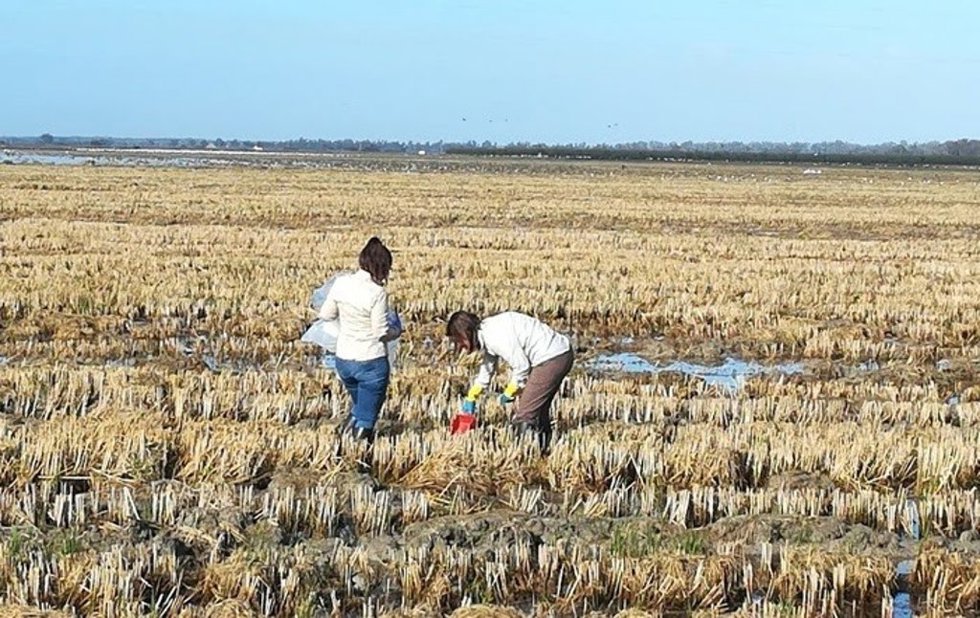Archivo - Agricultores en un cultuvo de arroz.