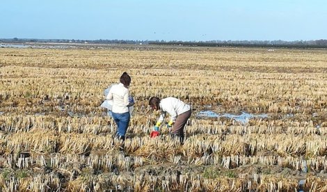 EpAgro - Agricultura