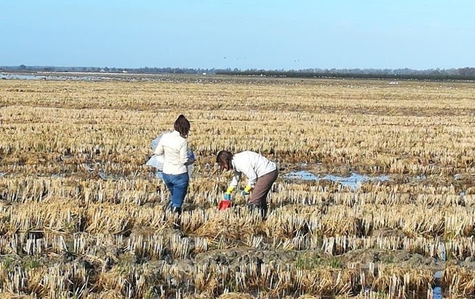 Archivo - Agricultores en un cultuvo de arroz.