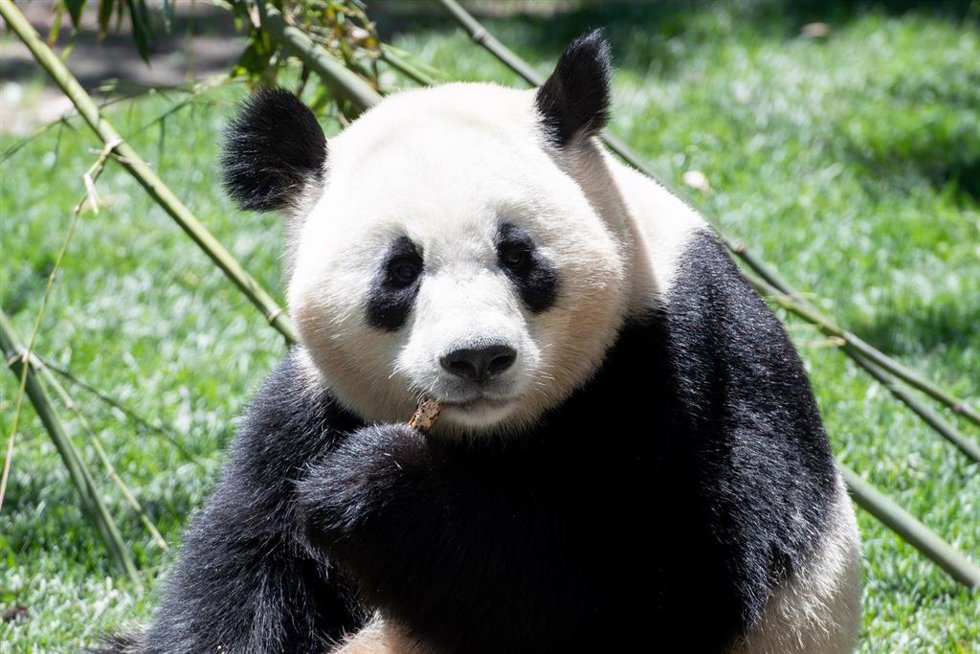 Archivo - Acto de presentación de los dos nuevos pandas del Zoo de Madrid. Se trata del macho Jin Xi (1-9-2020) y la hembra Zhu Yu (25-10-2020)