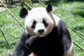 Foto: El Ayuntamiento reflexiona sobre si sacar una concesión conjunta o independiente para el Zoo y el Parque de Atracciones