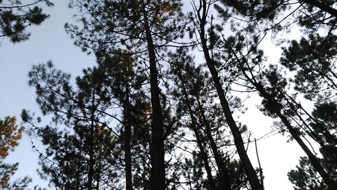 Archivo - Pinos