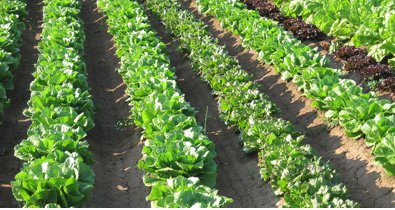 EpAgro - Agricultura