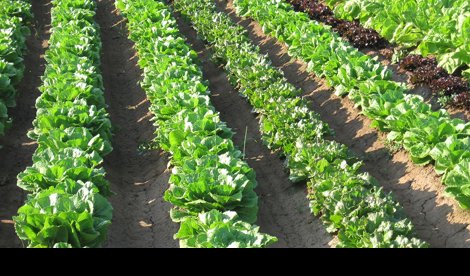 EpAgro - Agricultura