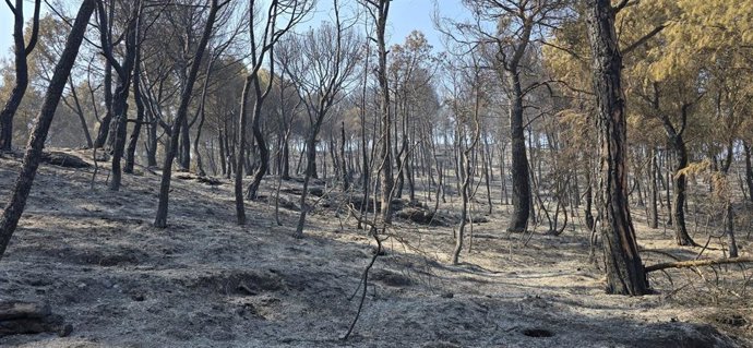 Bosc cremat al municipi de Carme (Barcelona)