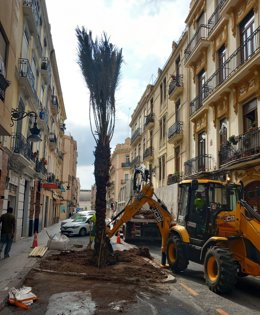 L'Ajuntament de València reposa la palmera caiguda en la connexió entre els carrers de Sant Vicent Màrtir i Bailén de la ciutat.