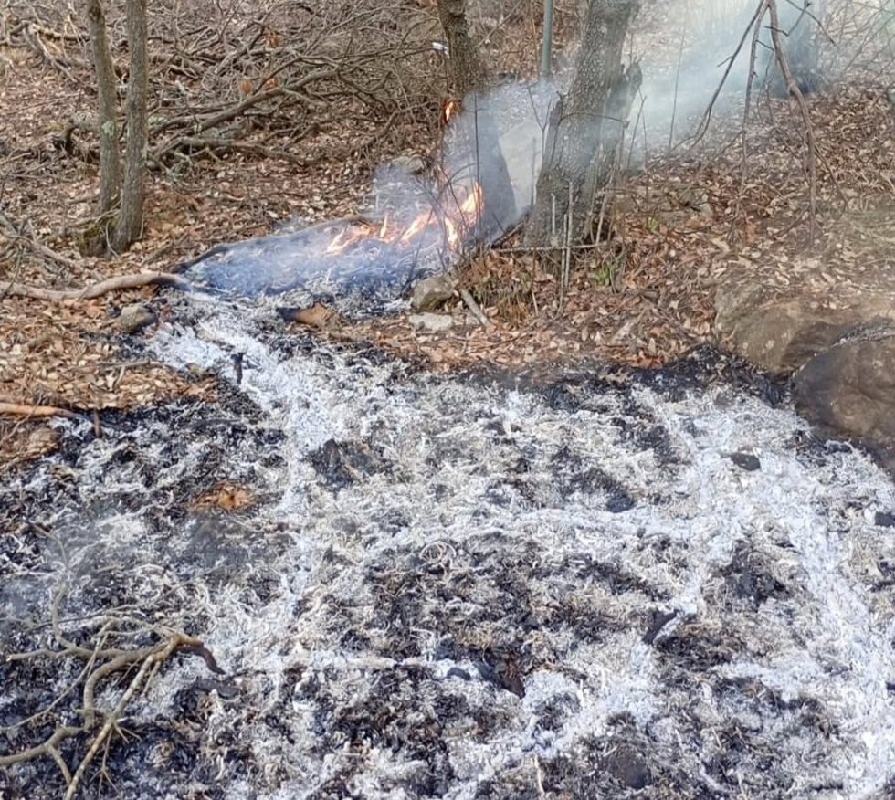 Incendio forestal en Coll d'Honor, Bunyola