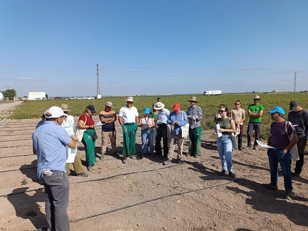 La Junta da a conocer en Lebrija sus ensayos de riego y fertirrigación sostenible del tomate de industria.