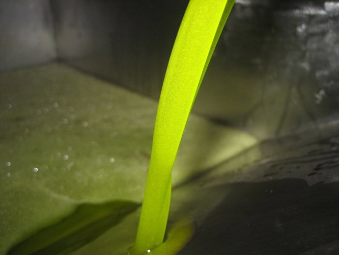 Aceite de oliva en almazara