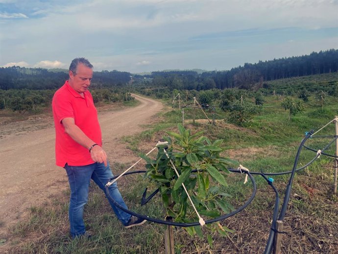El consejero de Medio Rural y Política Agraria, Marcelino Marcos, visita una plantación de aguacate en el concejo de Castrillón, una de las iniciativas que ha recibido financiación de los fondos Leader en la comarca del Bajo Nalón.
