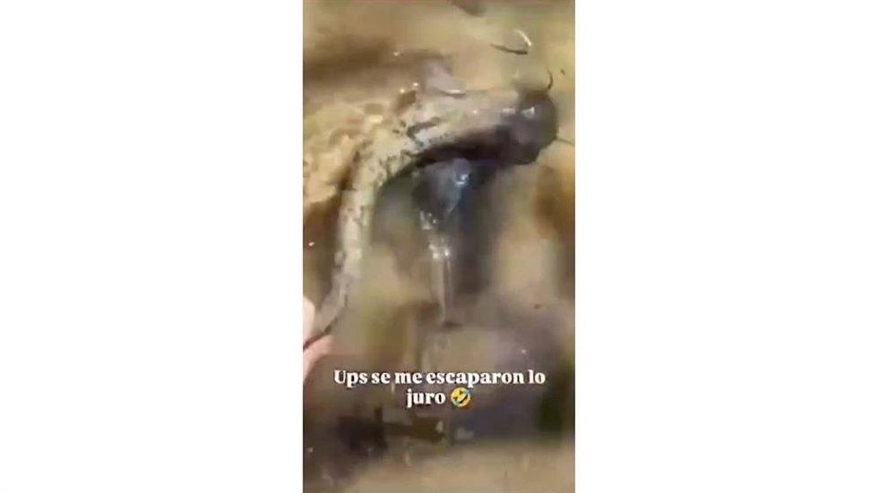 Captura del vídeo publicado por el investigado, en el que suelta al siluro en el río Águeda en Ciudad Rodrigo (Salamanca).