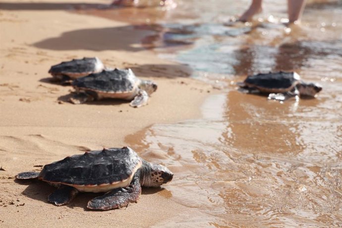 La costa murciana suma 293 tortugas bobas liberadas desde la primera puesta registrada en 2019