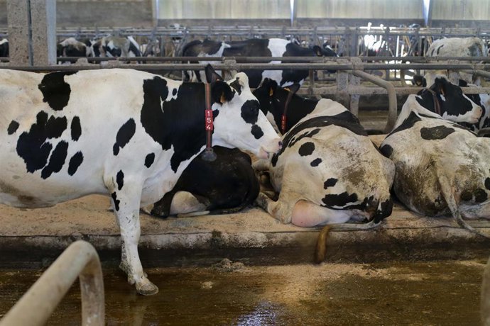 Archivo - Vacas de una ganadería de lácteo en Sabadelle