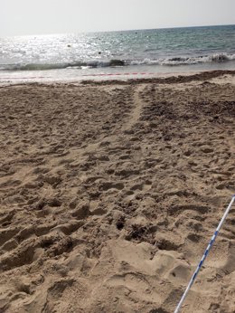 Huellas tortuga en Punta Prima