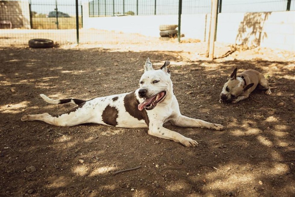 El Centro Municipal de Acogida de Animales de Huelva.