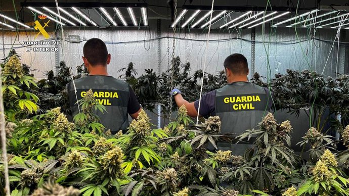 Efectivos de la Guardia Civil en labores de incautación de marihuana en una nave industrial en Albox (Almería).