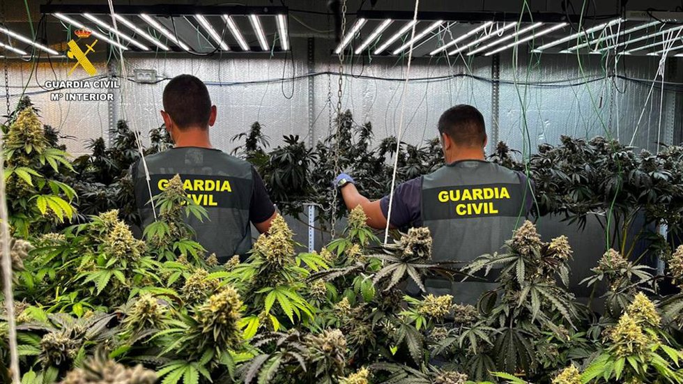 Efectivos de la Guardia Civil en labores de incautación de marihuana en una nave industrial en Albox (Almería).